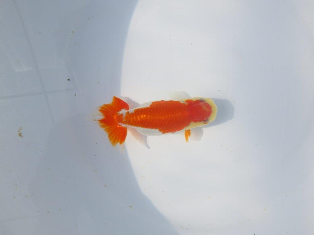 【愛知超優良系統 】春のご鑑賞お勧め更紗らんちゅうＣ約12cmメス