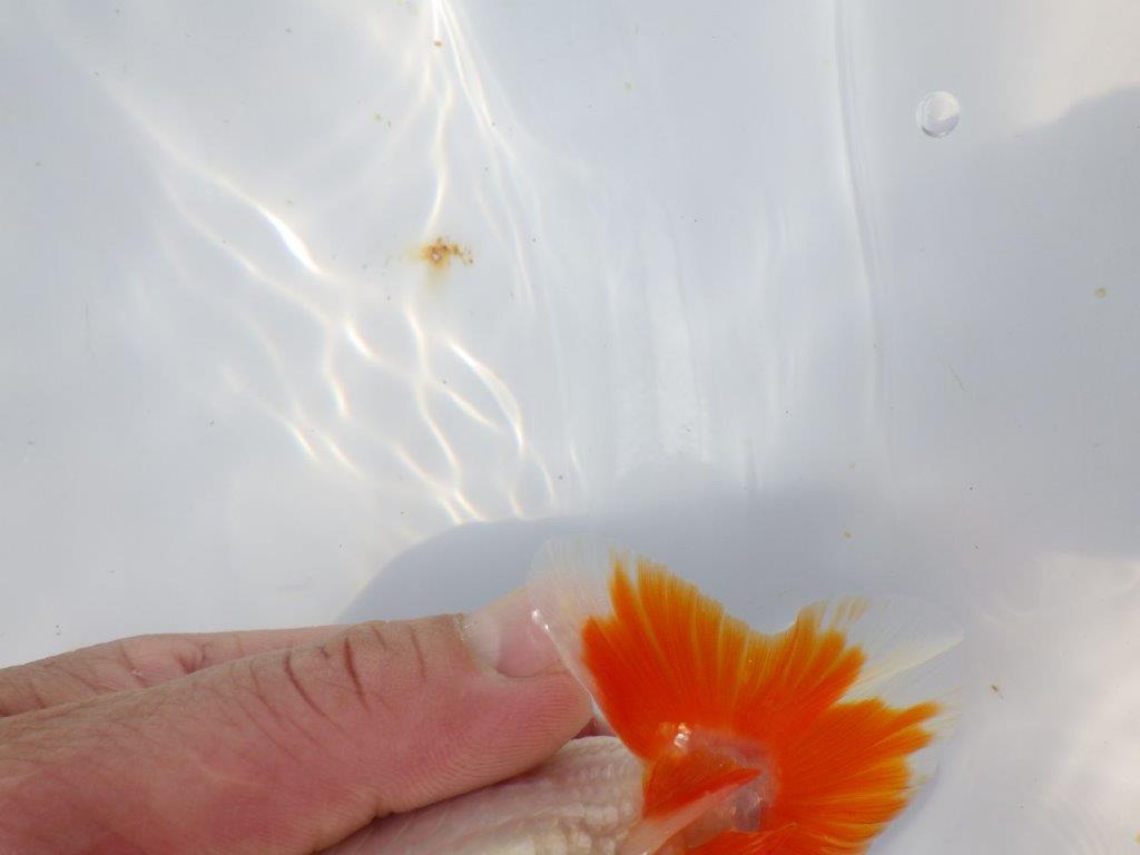 【愛知超優良系統 】春のご鑑賞お勧め更紗らんちゅうＣ約12cmメス