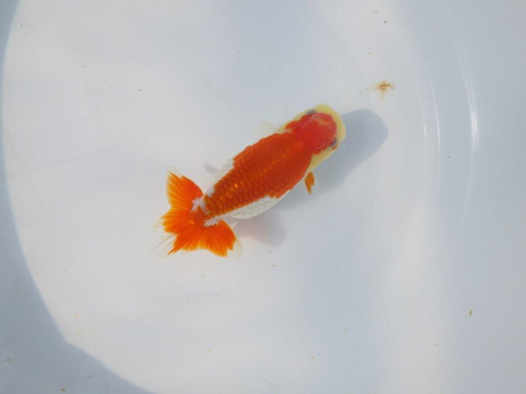 【愛知超優良系統 】春のご鑑賞お勧め更紗らんちゅうＣ約12cmメス