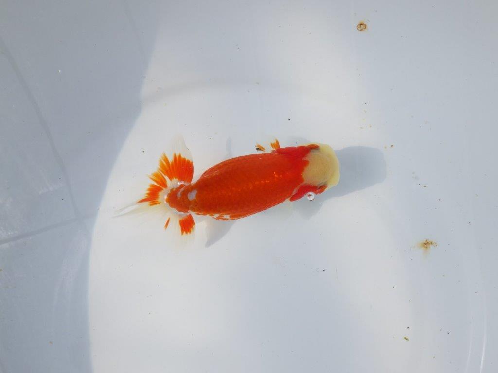 【愛知超優良系統 】春のご鑑賞お勧め更紗らんちゅうＤ約13cmメス