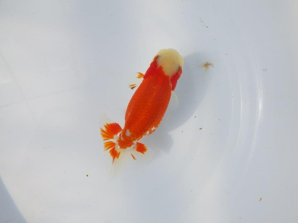 【愛知超優良系統 】春のご鑑賞お勧め更紗らんちゅうＤ約13cmメス