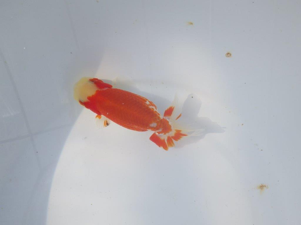 【愛知超優良系統 】春のご鑑賞お勧め更紗らんちゅうＤ約13cmメス