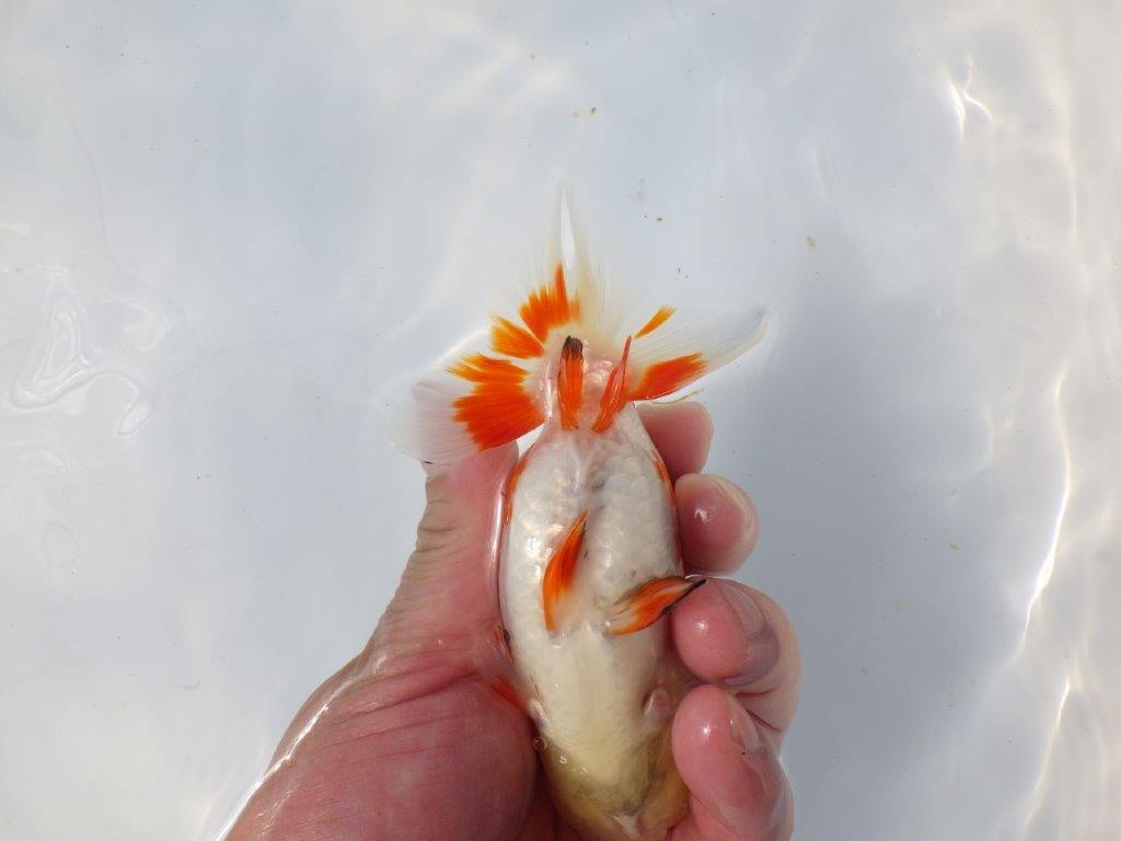 【愛知超優良系統 】春のご鑑賞お勧め更紗らんちゅうＤ約13cmメス