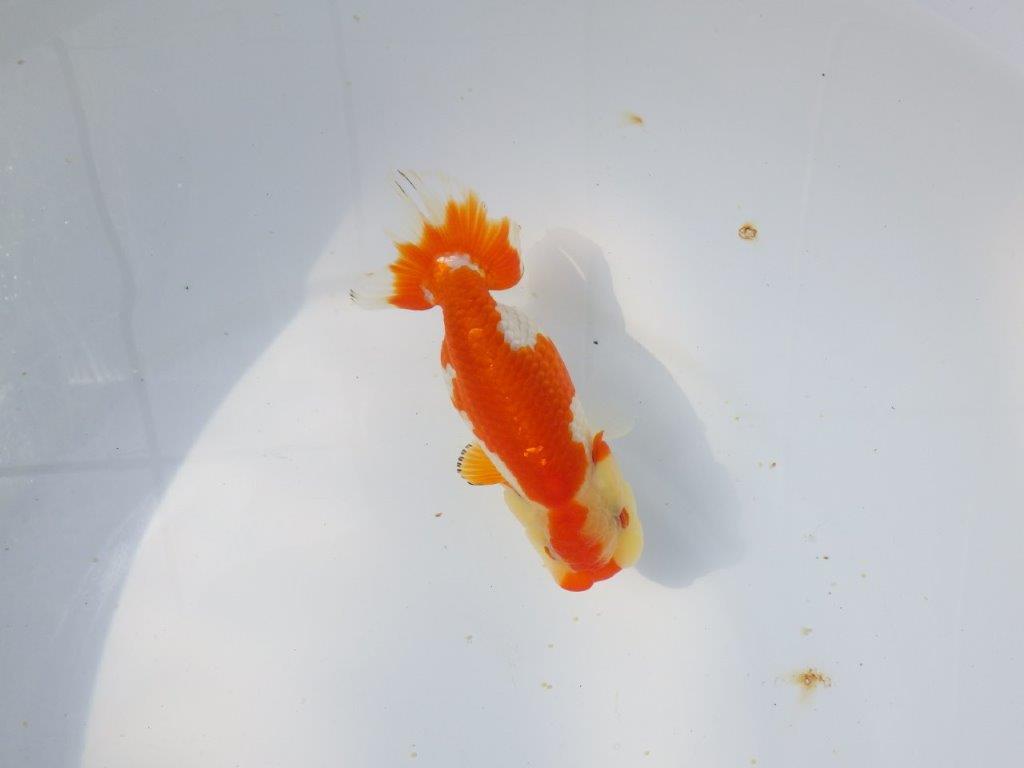 【愛知超優良系統 】春のご鑑賞お勧め更紗らんちゅうE約12,5cm メス