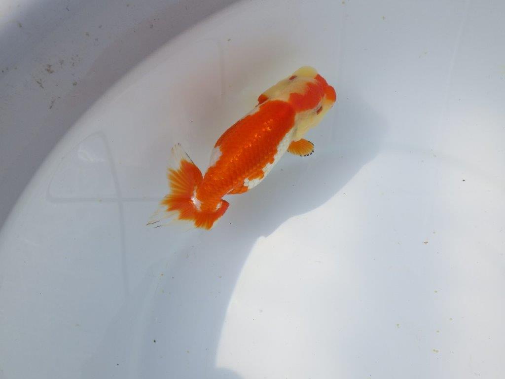 【愛知超優良系統 】春のご鑑賞お勧め更紗らんちゅうE約12,5cm メス