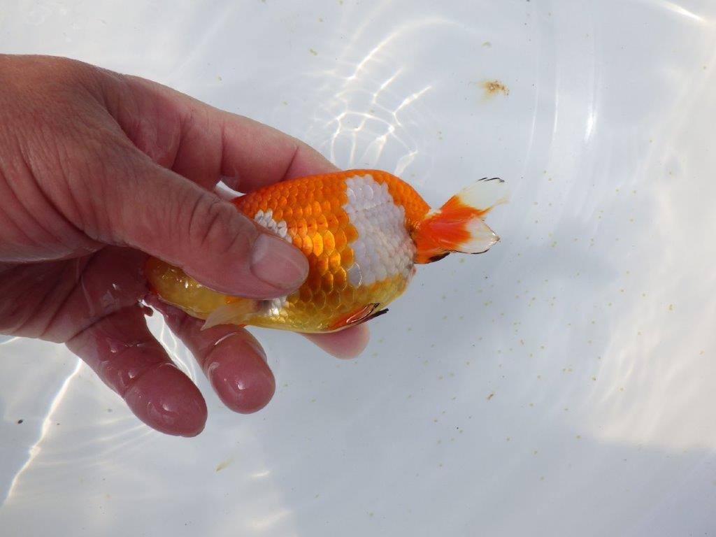 【愛知超優良系統 】春のご鑑賞お勧め更紗らんちゅうE約12,5cm メス