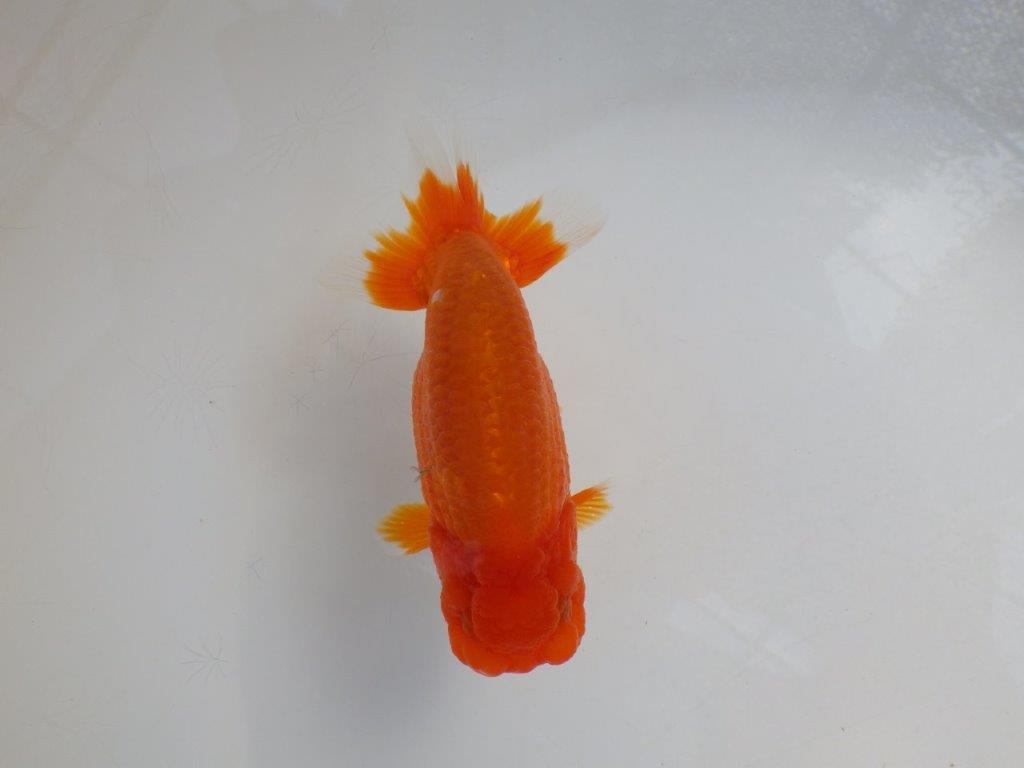 【岡山　村上暢彦氏　明け二歳魚】　素晴らしい雰囲気！ 　約11,5ｃｍ　オス【管理魚】