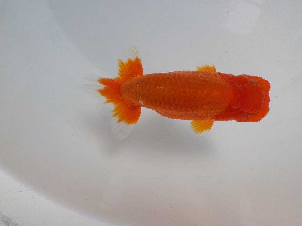【岡山　村上暢彦氏　明け二歳魚】　素晴らしい雰囲気！ 　約11,5ｃｍ　オス【管理魚】