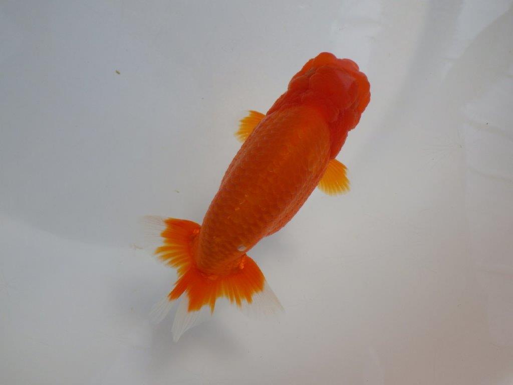 【岡山　村上暢彦氏　明け二歳魚】　素晴らしい雰囲気！ 　約11,5ｃｍ　オス【管理魚】の上身