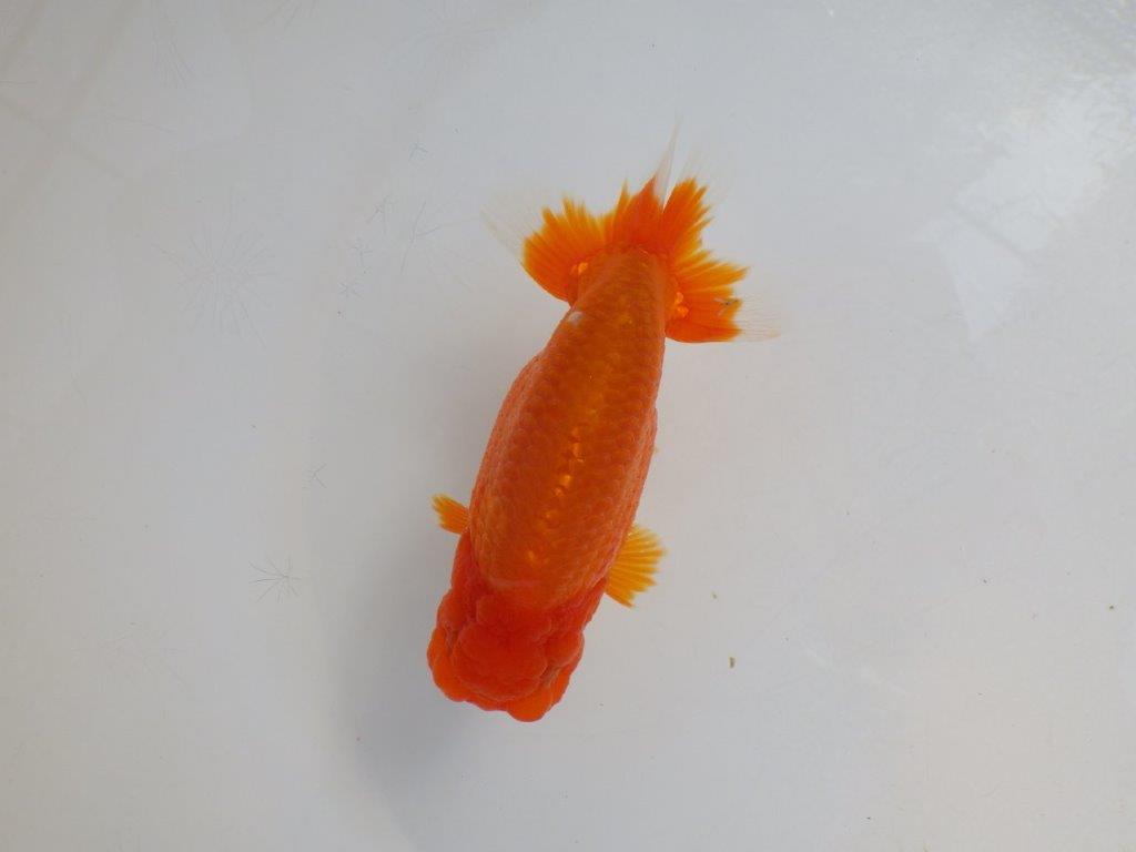 【岡山　村上暢彦氏　明け二歳魚】　素晴らしい雰囲気！ 　約11,5ｃｍ　オス【管理魚】