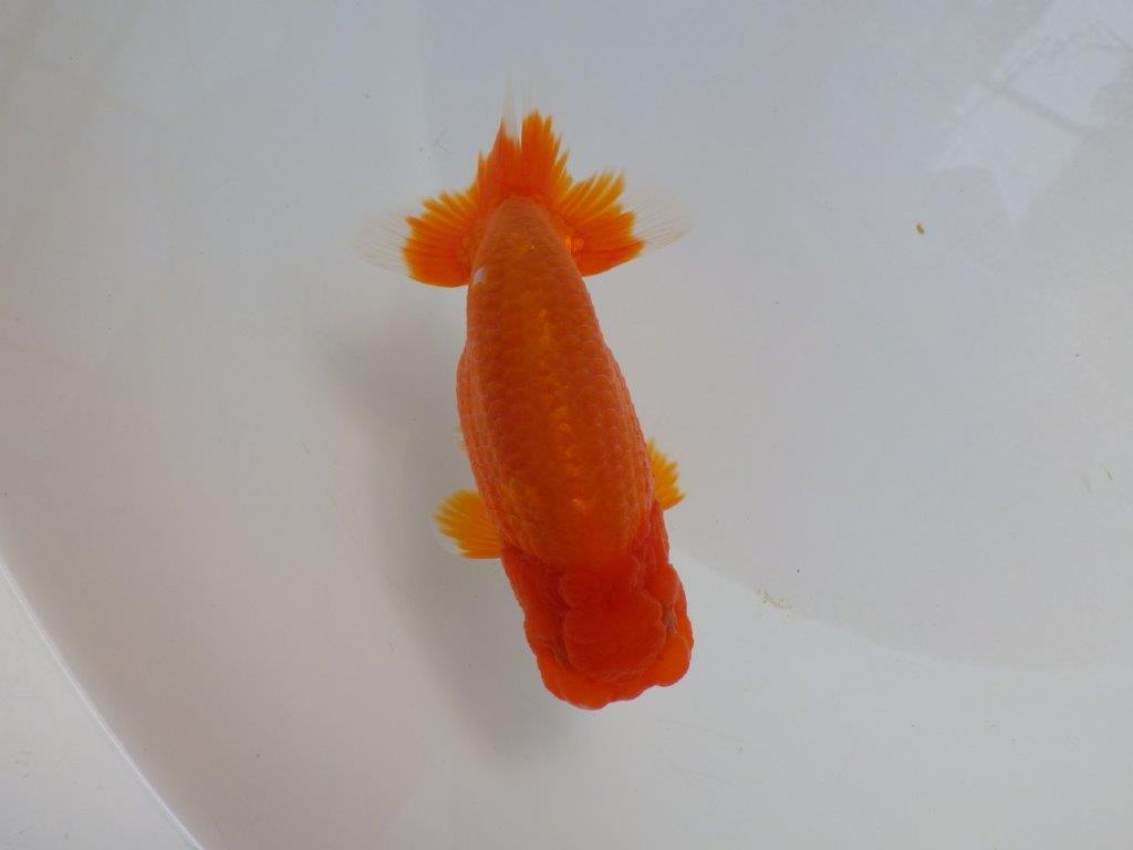 【岡山　村上暢彦氏　明け二歳魚】　素晴らしい雰囲気！ 　約11,5ｃｍ　オス【管理魚】