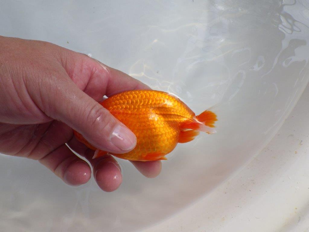 【岡山　村上暢彦氏　明け二歳魚】　素晴らしい雰囲気！ 　約11,5ｃｍ　オス【管理魚】