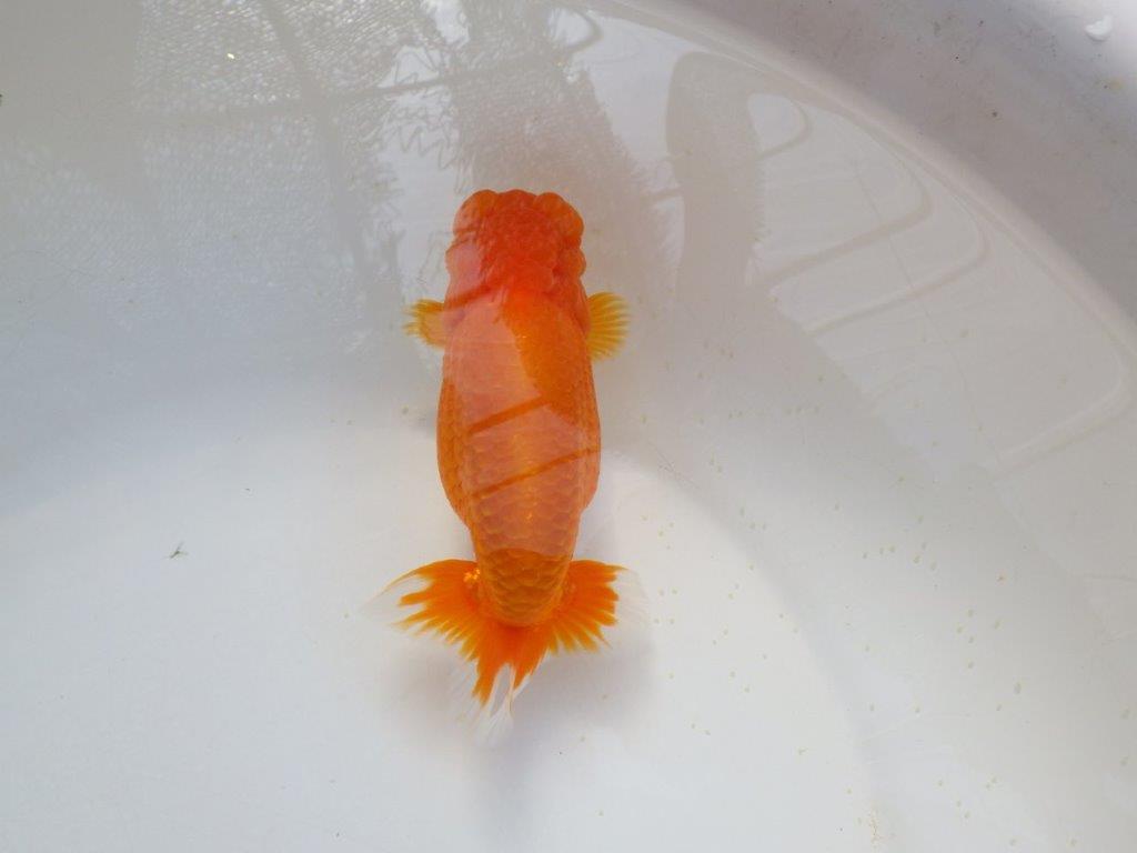 【岡山　村上暢彦氏　明け二歳魚】　頭、尾型も良い 　約13ｃｍ　メス【管理魚】
