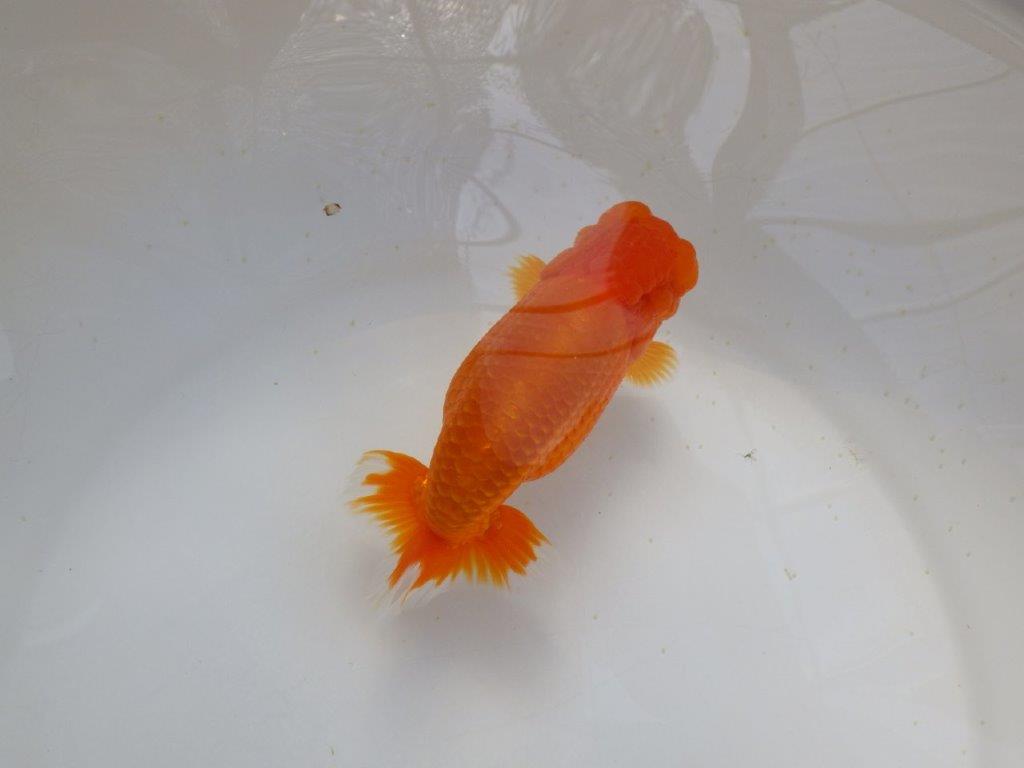 【岡山　村上暢彦氏　明け二歳魚】　頭、尾型も良い 　約13ｃｍ　メス【管理魚】