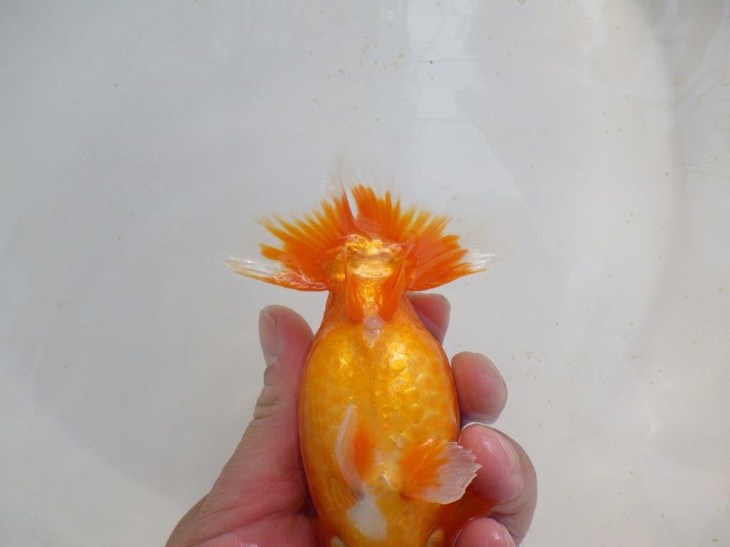 【岡山　村上暢彦氏　明け二歳魚】　頭、尾型も良い 　約13ｃｍ　メス【管理魚】