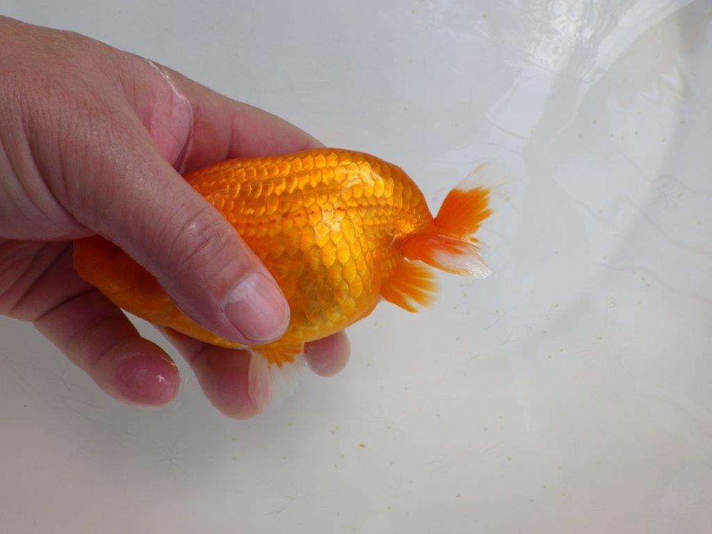 【岡山　村上暢彦氏　明け二歳魚】　頭、尾型も良い 　約13ｃｍ　メス【管理魚】