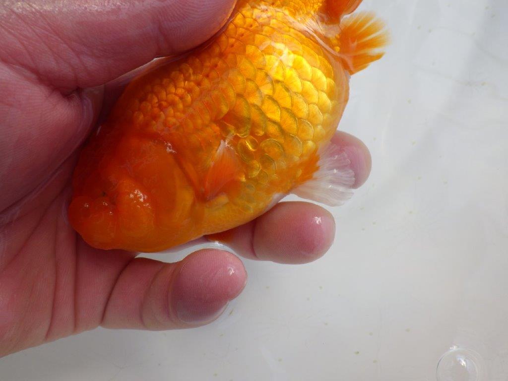 【岡山　村上暢彦氏　明け二歳魚】　頭、尾型も良い 　約13ｃｍ　メス【管理魚】