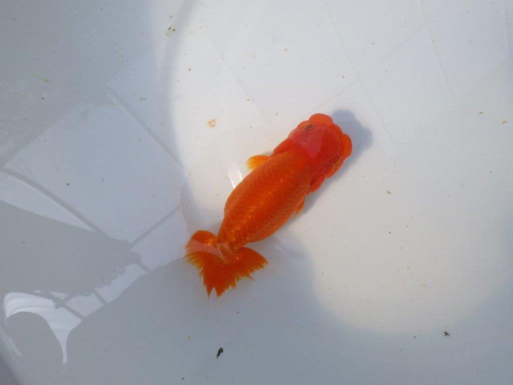 【愛知　清田氏　明け二歳魚】　頭、尾型も良い 　約14ｃｍ　メス【管理魚】の上身