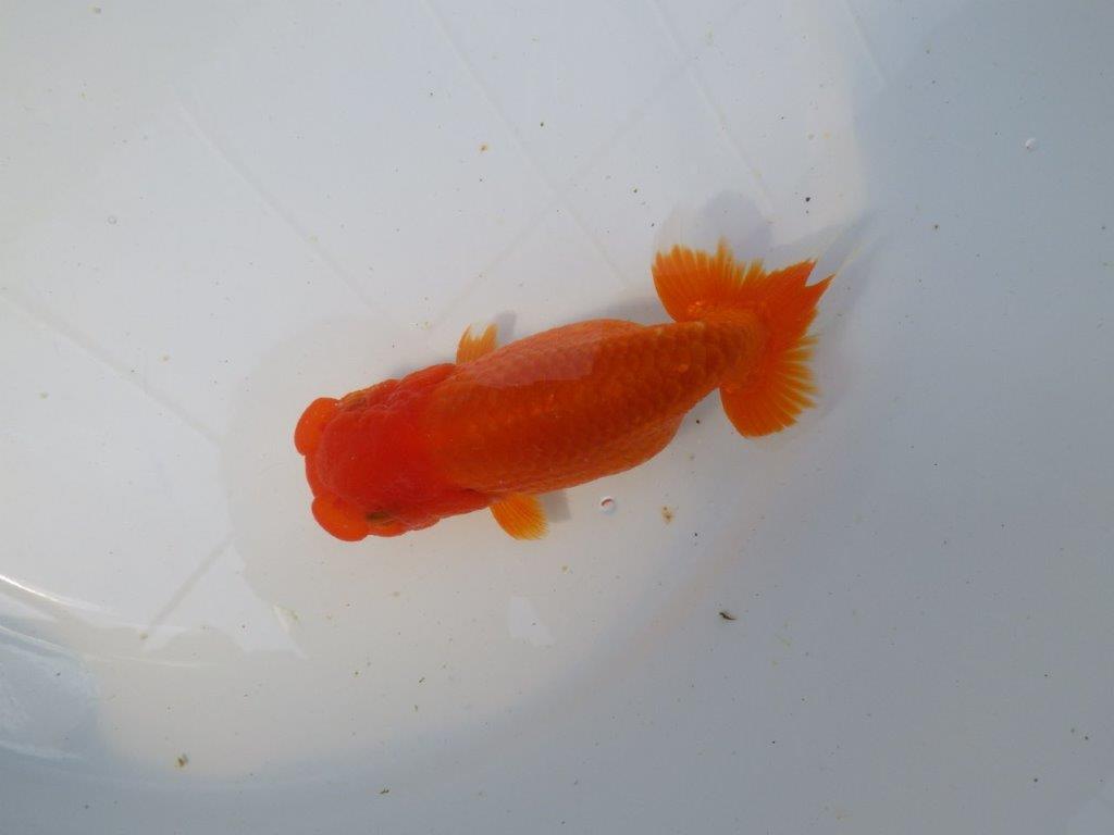【愛知　清田氏　明け二歳魚】　頭、尾型も良い 　約14ｃｍ　メス【管理魚】
