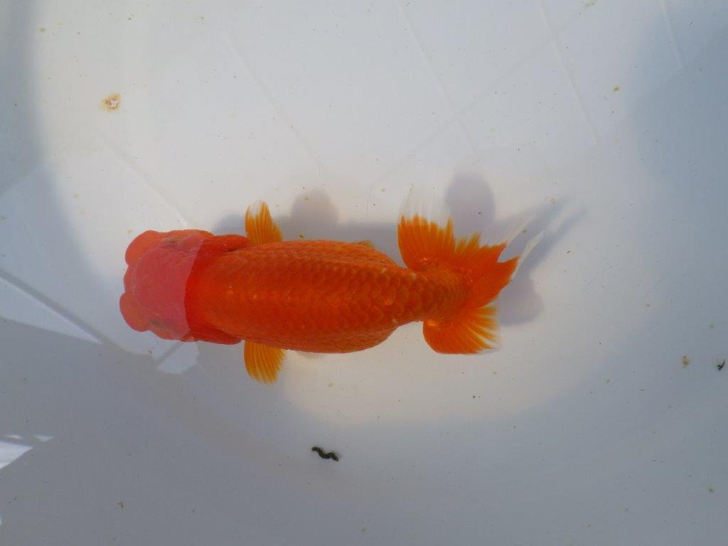 【愛知　清田氏　明け二歳魚】　頭、尾型も良い 　約14ｃｍ　メス【管理魚】