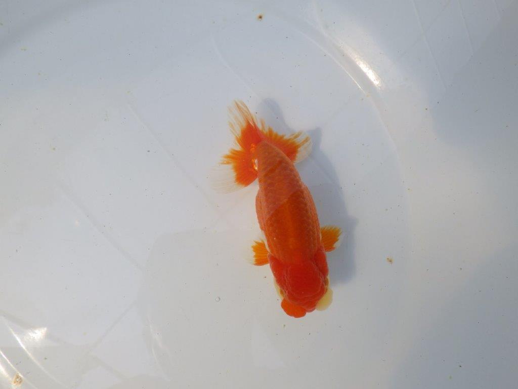 【愛知　清田氏　明け二歳魚】　尾型が良く種にもお勧め 　約13ｃｍ　オス【管理魚】