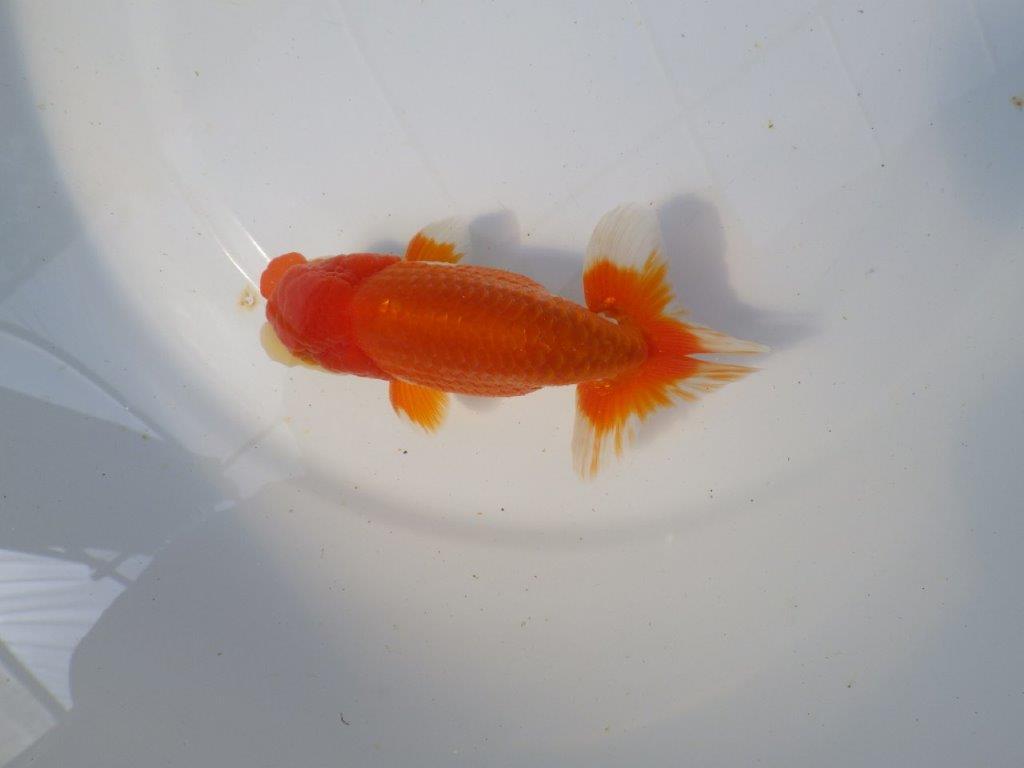 【愛知　清田氏　明け二歳魚】　尾型が良く種にもお勧め 　約13ｃｍ　オス【管理魚】