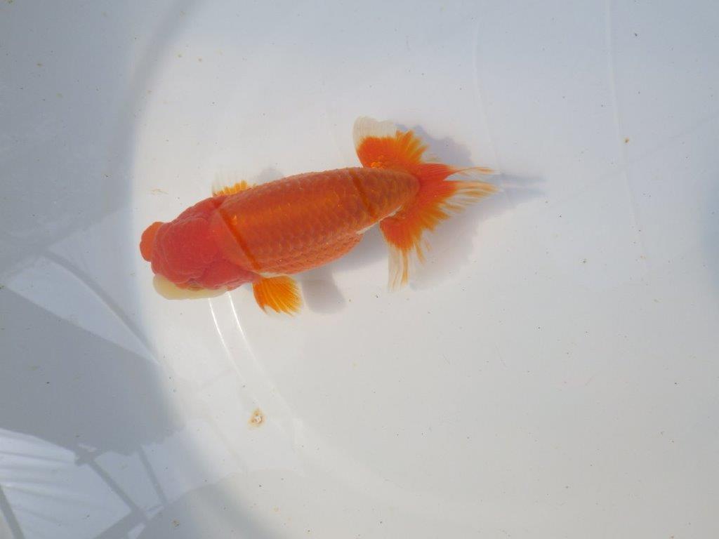 【愛知　清田氏　明け二歳魚】　尾型が良く種にもお勧め 　約13ｃｍ　オス【管理魚】