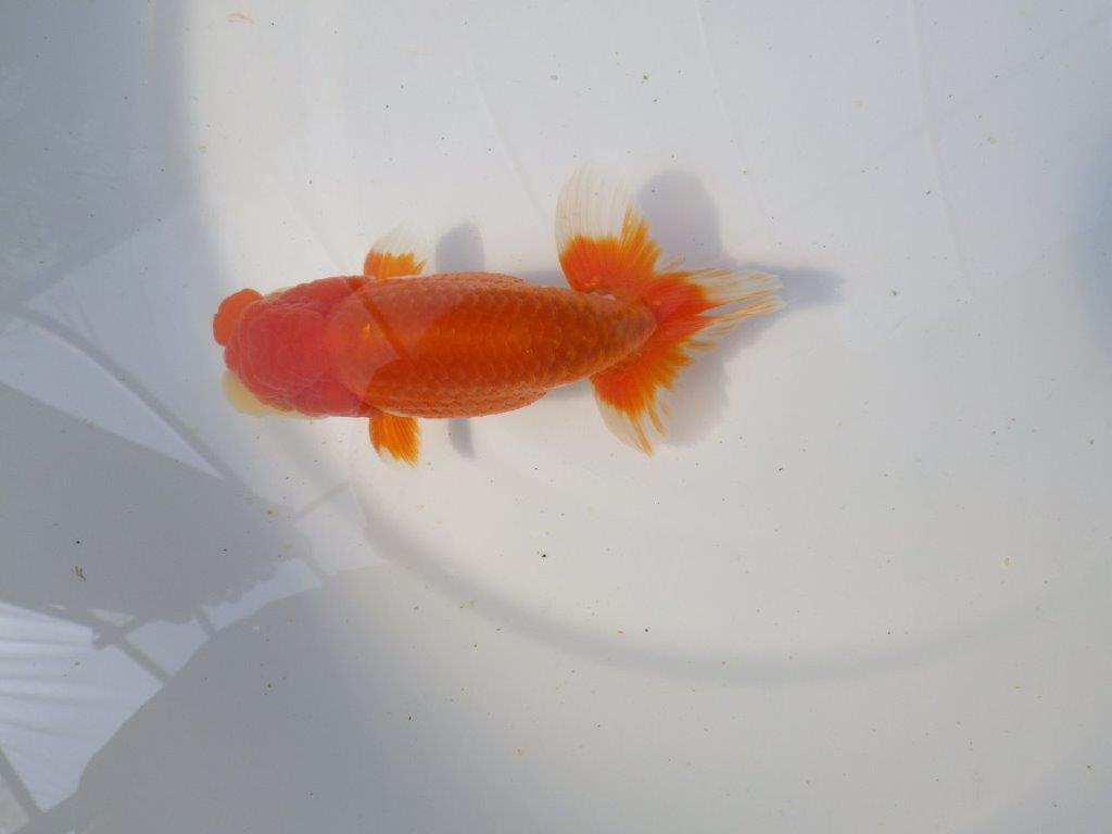 【愛知　清田氏　明け二歳魚】　尾型が良く種にもお勧め 　約13ｃｍ　オス【管理魚】