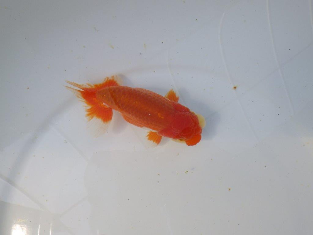 【愛知　清田氏　明け二歳魚】　尾型が良く種にもお勧め 　約13ｃｍ　オス【管理魚】