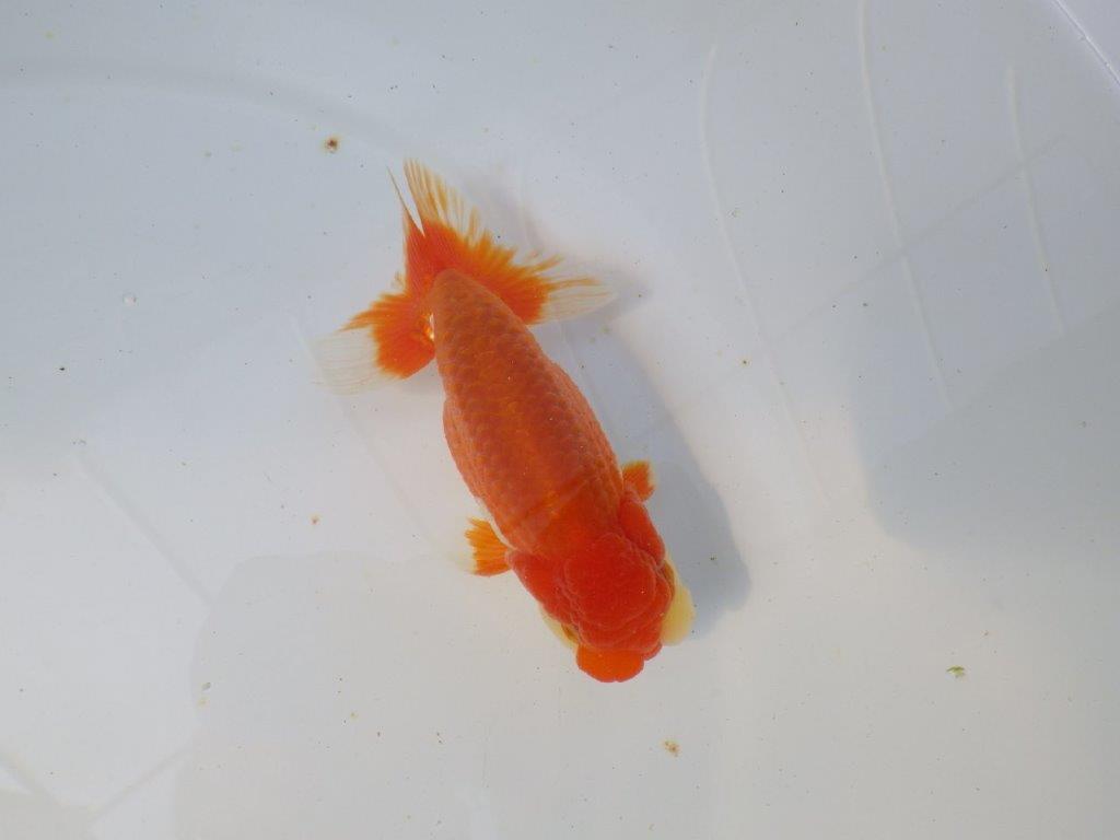 【愛知　清田氏　明け二歳魚】　尾型が良く種にもお勧め 　約13ｃｍ　オス【管理魚】の上身