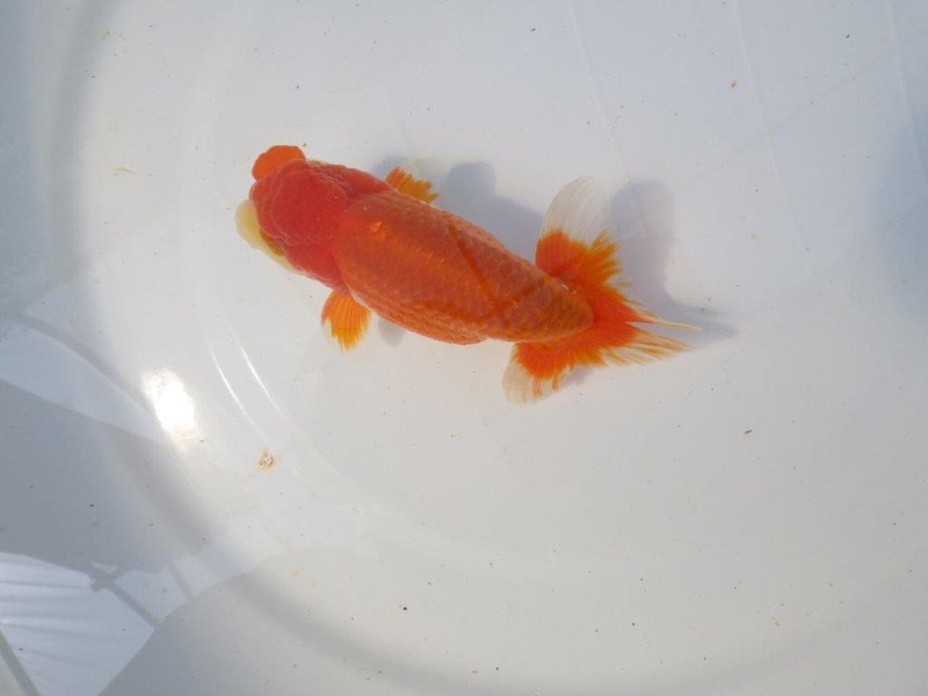 【愛知　清田氏　明け二歳魚】　尾型が良く種にもお勧め 　約13ｃｍ　オス【管理魚】