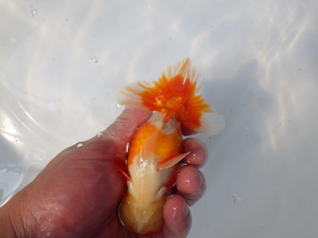 【愛知　清田氏　明け二歳魚】　尾型が良く種にもお勧め 　約13ｃｍ　オス【管理魚】