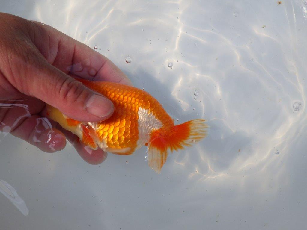 【愛知　清田氏　明け二歳魚】　尾型が良く種にもお勧め 　約13ｃｍ　オス【管理魚】