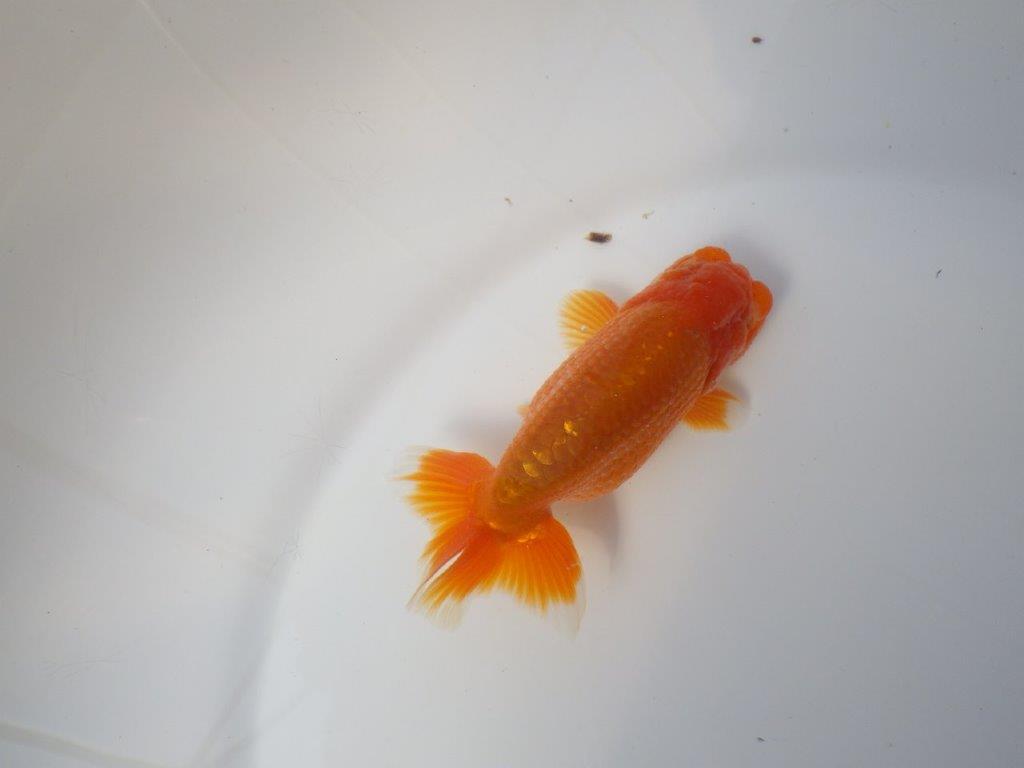 素晴らしい雰囲気のらんちゅう　明け二歳魚　 　約12ｃｍ　オス【小早川義幸氏】