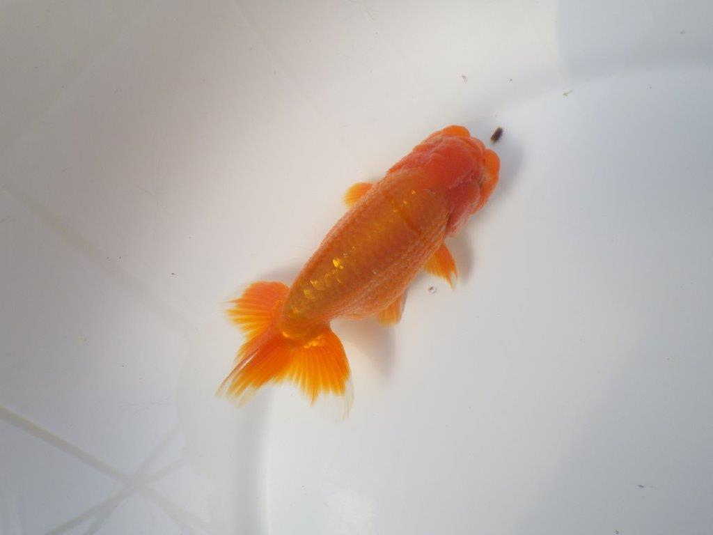 素晴らしい雰囲気のらんちゅう　明け二歳魚　 　約12ｃｍ　オス【小早川義幸氏】