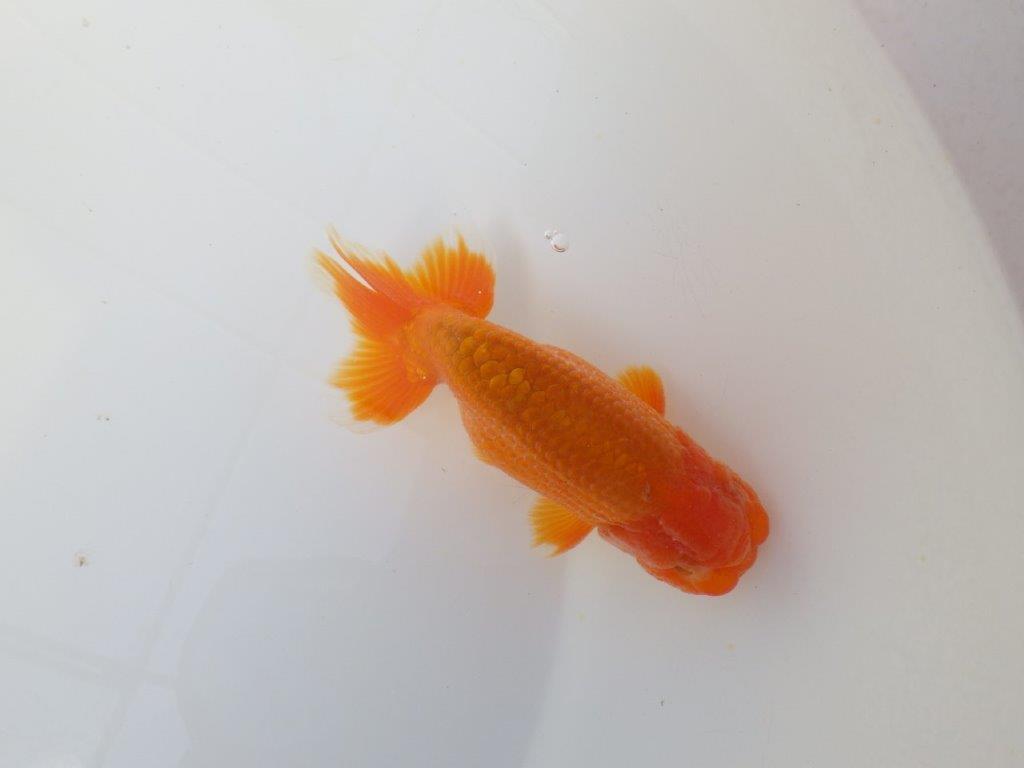 素晴らしい雰囲気のらんちゅう　明け二歳魚　 　約12ｃｍ　オス【小早川義幸氏】