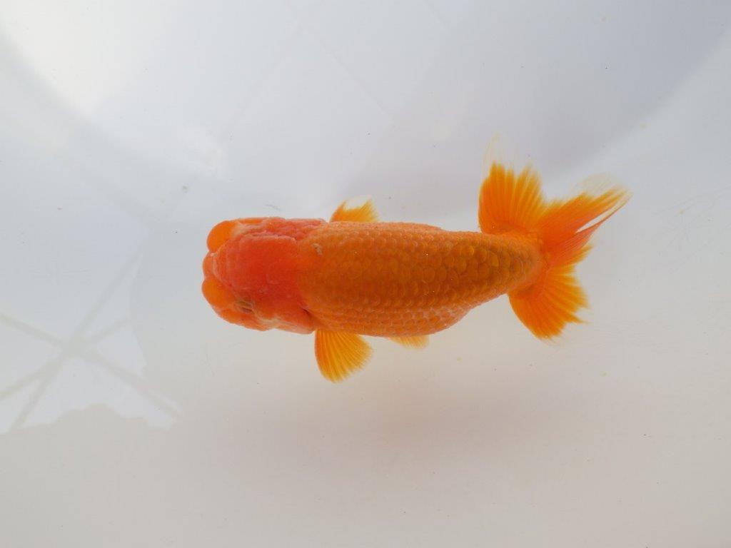 素晴らしい雰囲気のらんちゅう　明け二歳魚　 　約12ｃｍ　オス【小早川義幸氏】