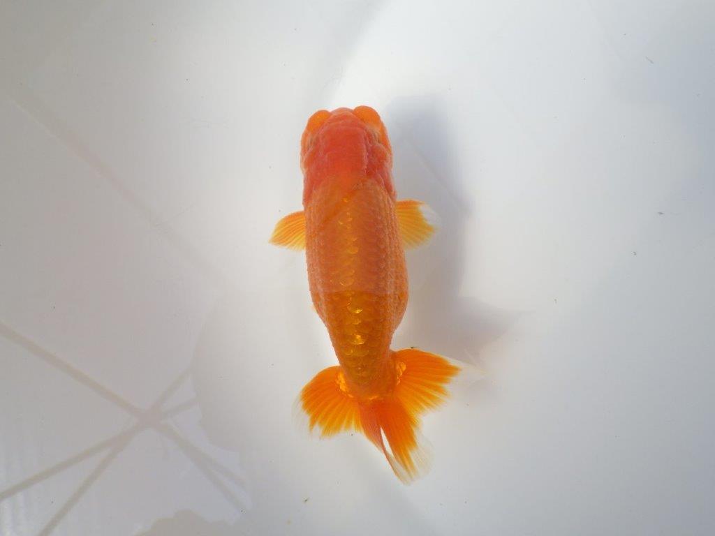 素晴らしい雰囲気のらんちゅう　明け二歳魚　 　約12ｃｍ　オス【小早川義幸氏】