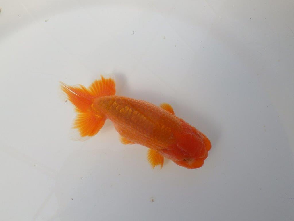 素晴らしい雰囲気のらんちゅう　明け二歳魚　 　約12ｃｍ　オス【小早川義幸氏】の上身