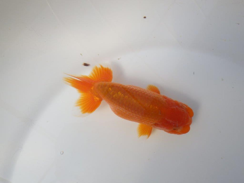 素晴らしい雰囲気のらんちゅう　明け二歳魚　 　約12ｃｍ　オス【小早川義幸氏】