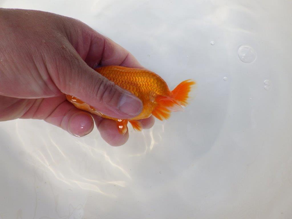 素晴らしい雰囲気のらんちゅう　明け二歳魚　 　約12ｃｍ　オス【小早川義幸氏】