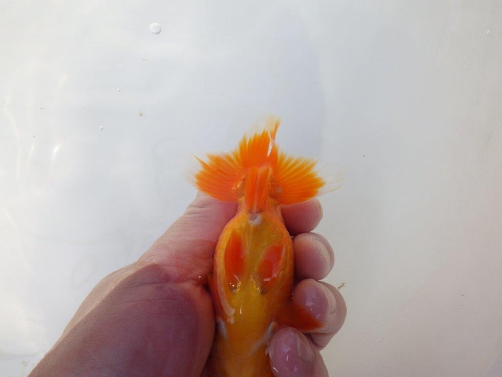 素晴らしい雰囲気のらんちゅう　明け二歳魚　 　約12ｃｍ　オス【小早川義幸氏】