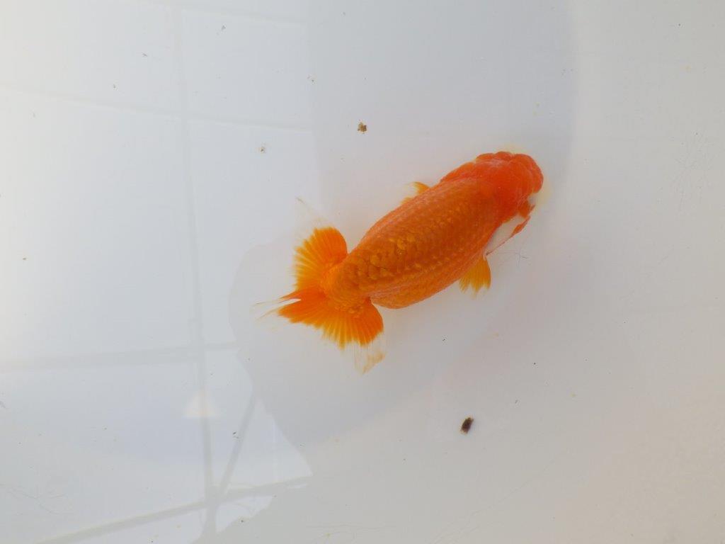 尾張りの良いらんちゅう　明け二歳魚　 　約12ｃｍ　メス【小早川義幸氏】