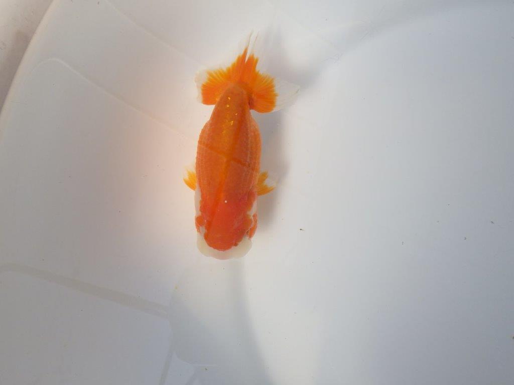 尾張りの良いらんちゅう　明け二歳魚　 　約12ｃｍ　メス【小早川義幸氏】の上身