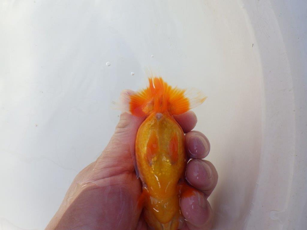 尾張りの良いらんちゅう　明け二歳魚　 　約12ｃｍ　メス【小早川義幸氏】
