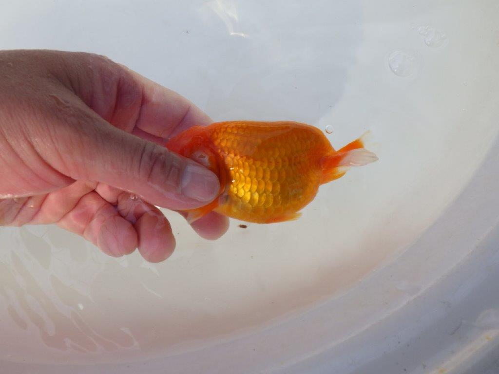 尾張りの良いらんちゅう　明け二歳魚　 　約12ｃｍ　メス【小早川義幸氏】