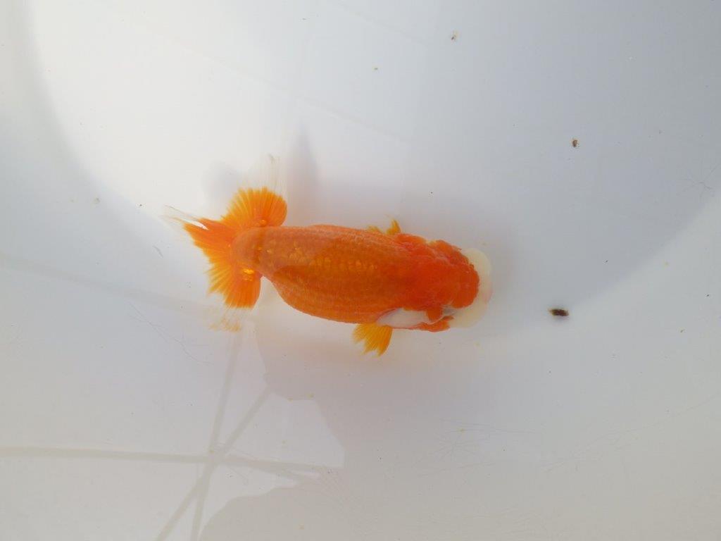 尾張りの良いらんちゅう　明け二歳魚　 　約12ｃｍ　メス【小早川義幸氏】