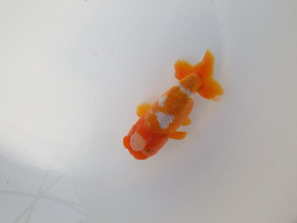 綺麗な柄の更紗らんちゅう　明け二歳魚　 　約12,5ｃｍ　オス【小早川義幸氏】