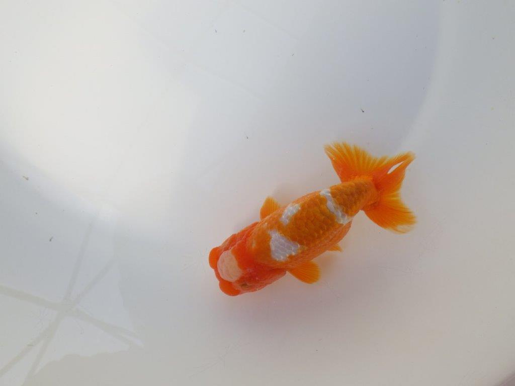 綺麗な柄の更紗らんちゅう　明け二歳魚　 　約12,5ｃｍ　オス【小早川義幸氏】