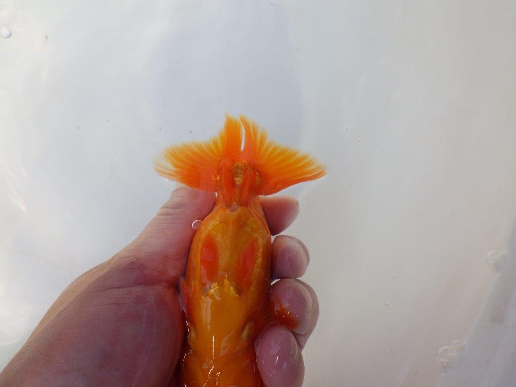綺麗な柄の更紗らんちゅう　明け二歳魚　 　約12,5ｃｍ　オス【小早川義幸氏】